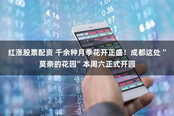 红涨股票配资 千余种月季花开正盛！成都这处“莫奈的花园”本周六正式开园